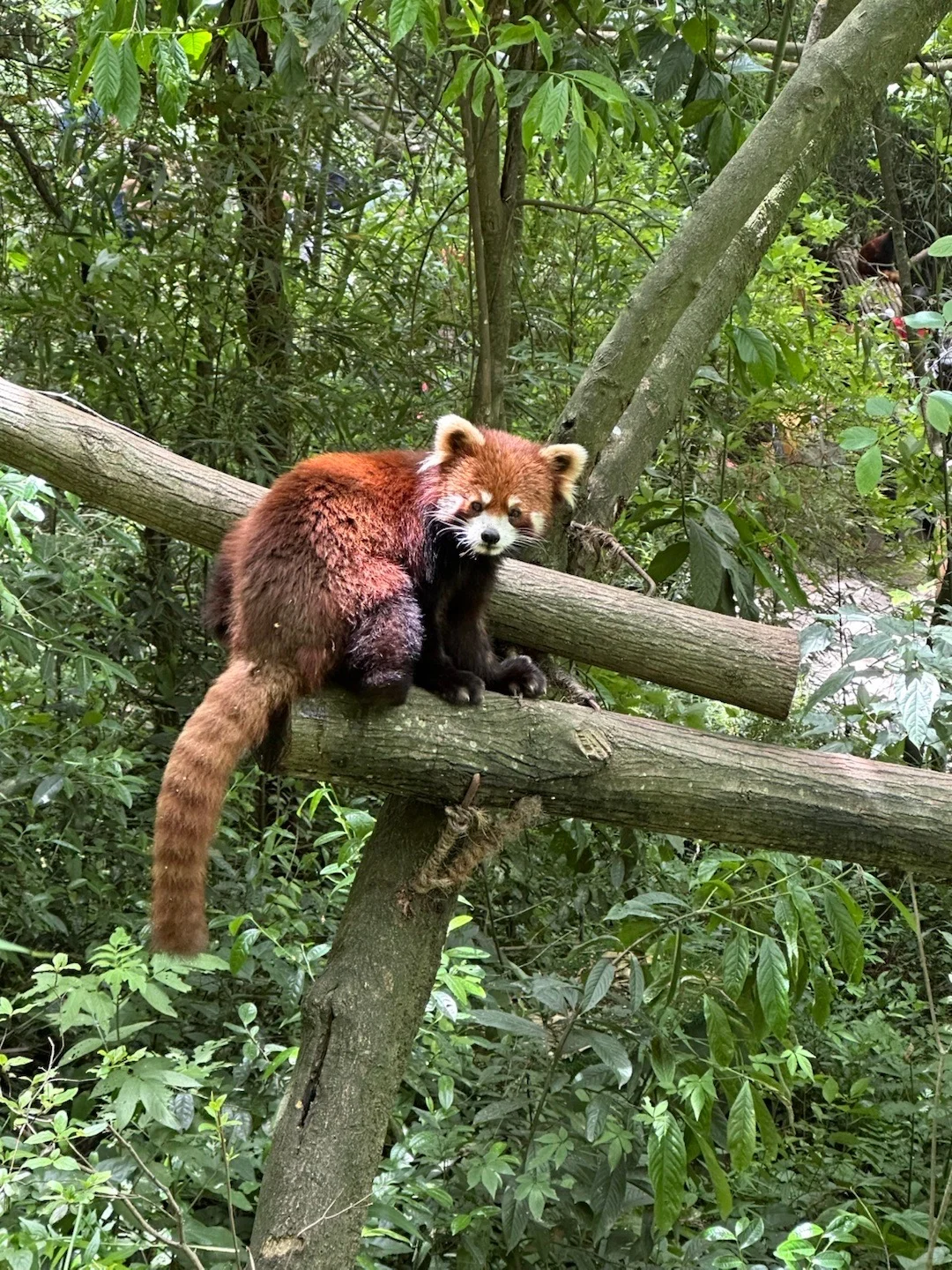 🆘…最近真心劝大家别再直接去都江堰熊猫谷