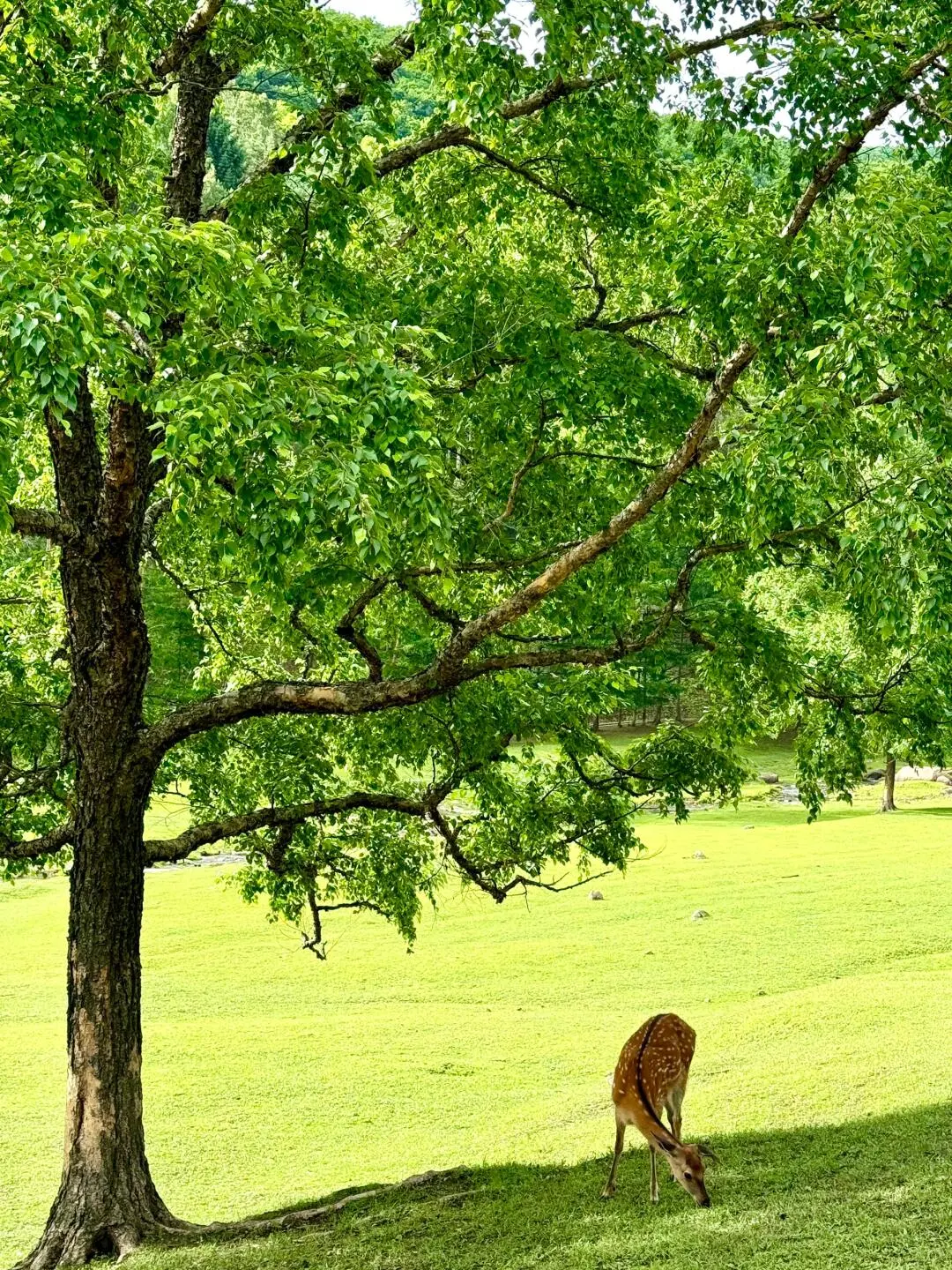 今年暑假，我只带娃去一个地方：伊春🥳