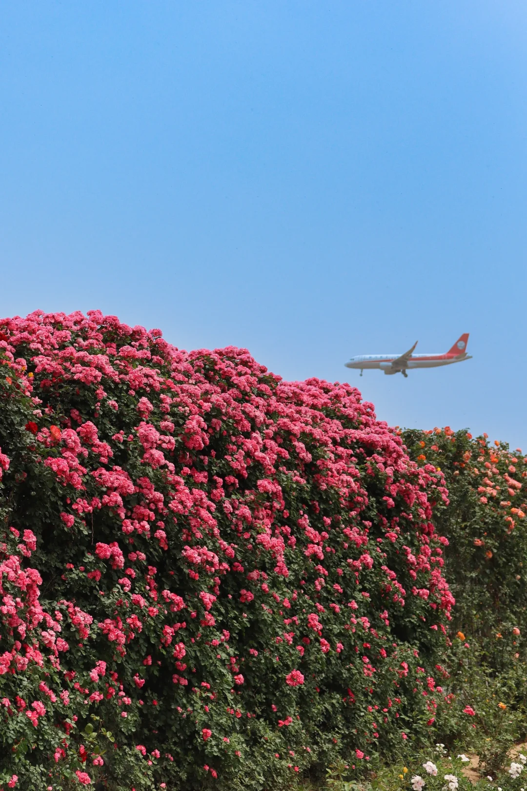 西安0.5h 超大的免费花海！飞机同框 ✈️