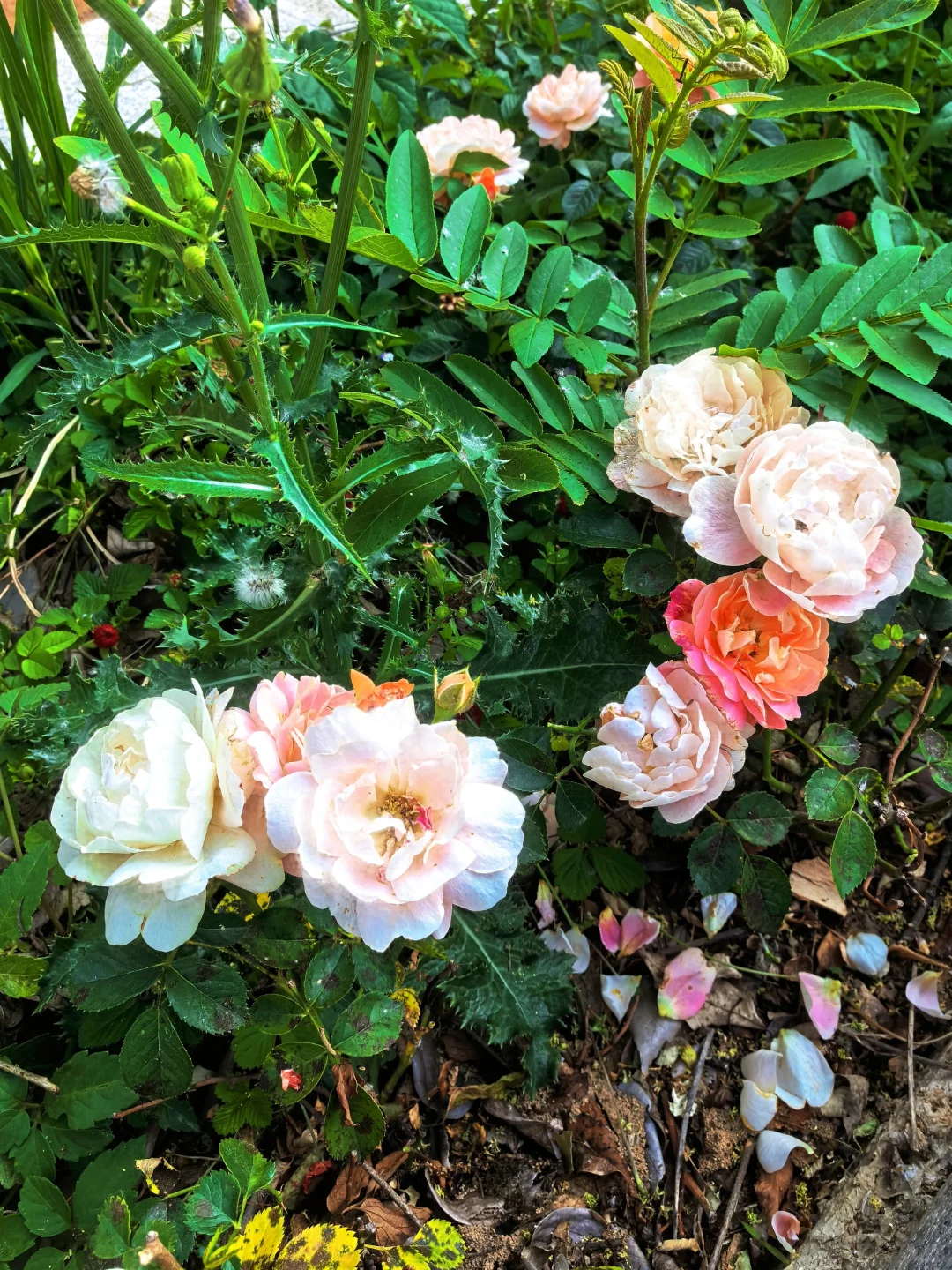 避开人群去旅游之五一躲进大别山