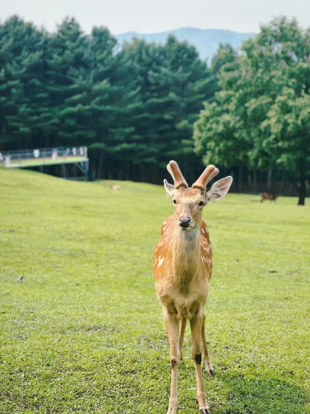 今年暑假，我只带娃去一个地方：伊春🥳