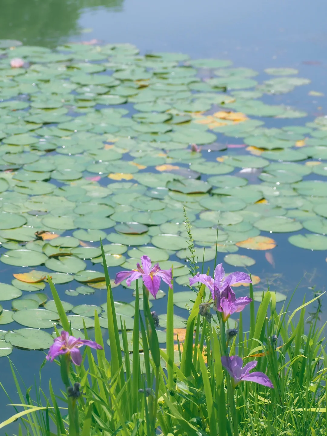 没有一个南京人 可以拒绝初夏燕雀湖的睡莲