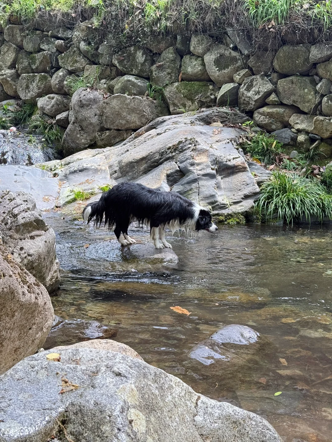 带狗自驾第十站之池州｜处处景色都很漂亮