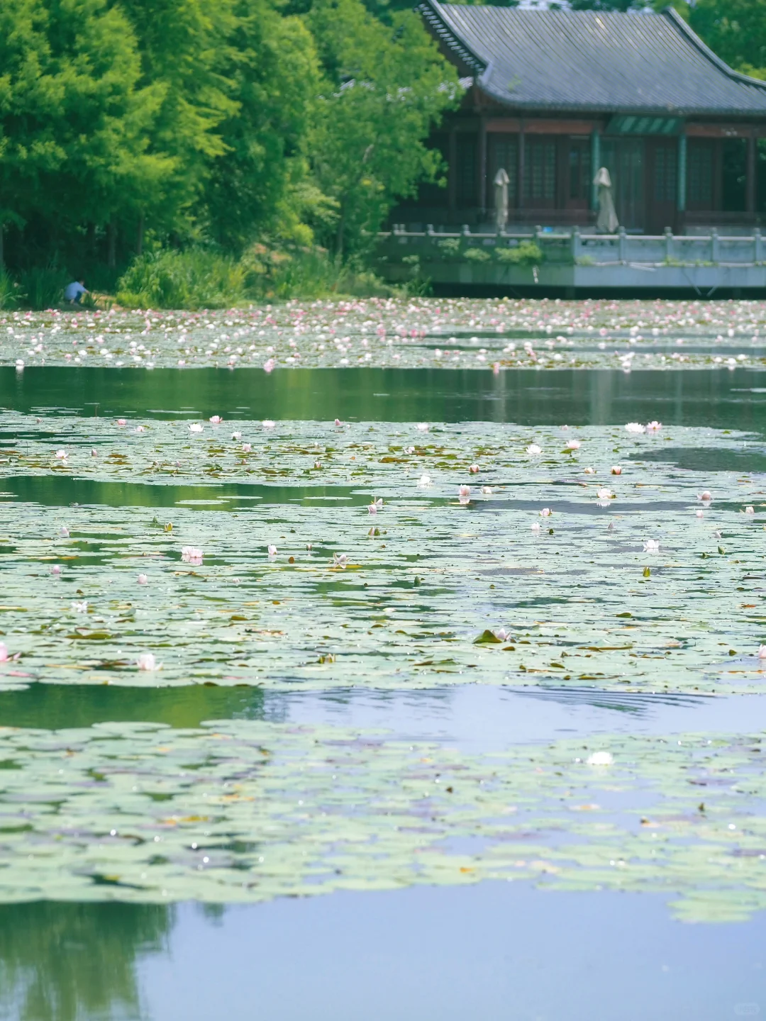 没有一个南京人 可以拒绝初夏燕雀湖的睡莲