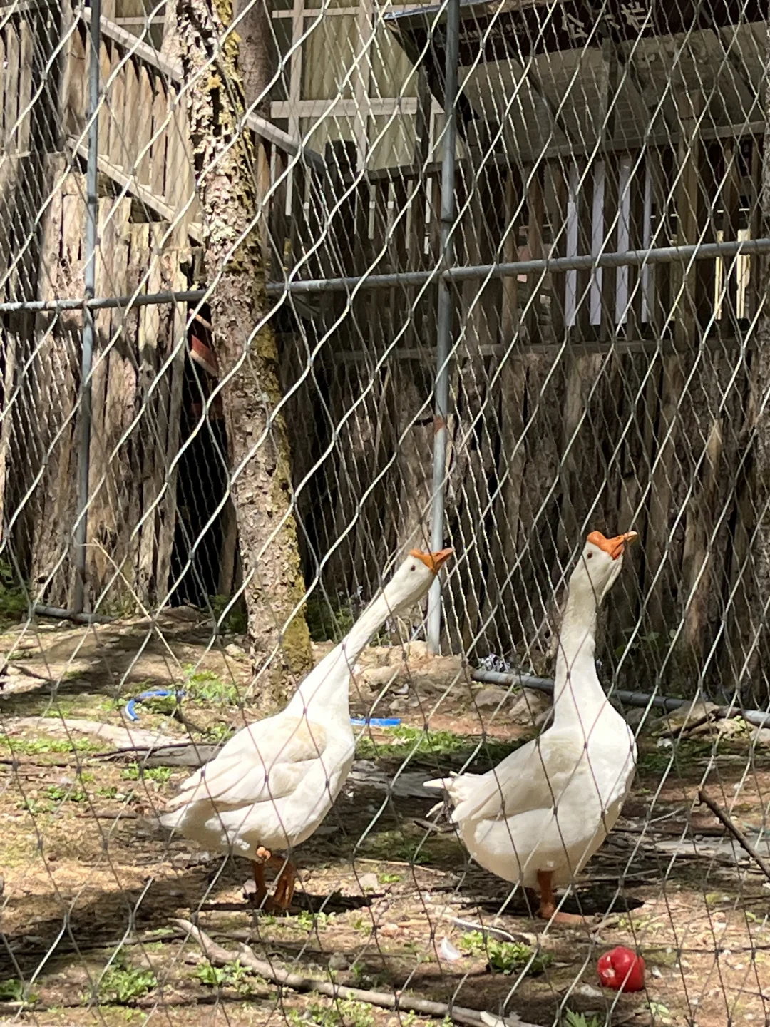 光雾山｜藏在深山的5A级景区⛰️