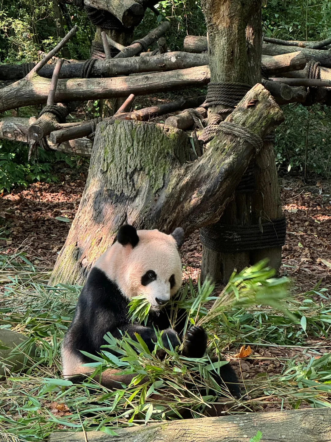 🆘…最近真心劝大家别再直接去都江堰熊猫谷