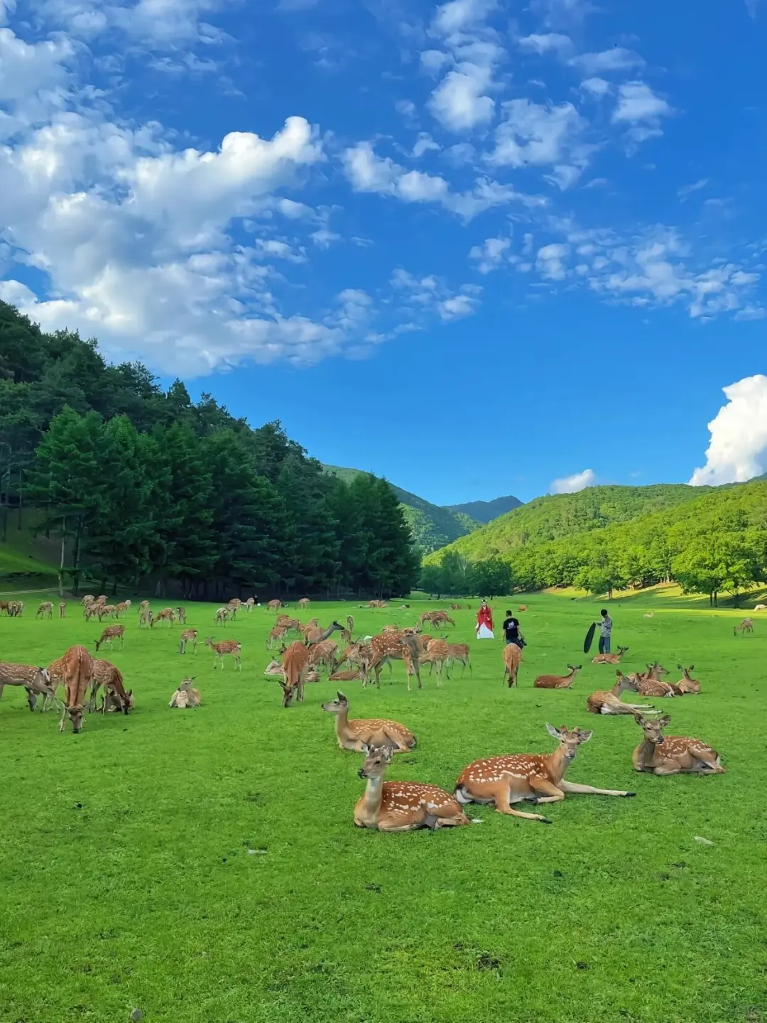 今年暑假，我只带娃去一个地方：伊春🥳