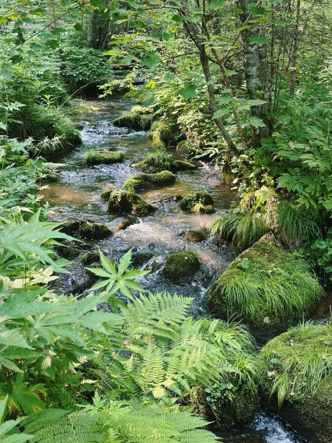 今年暑假，我只带娃去一个地方：伊春🥳