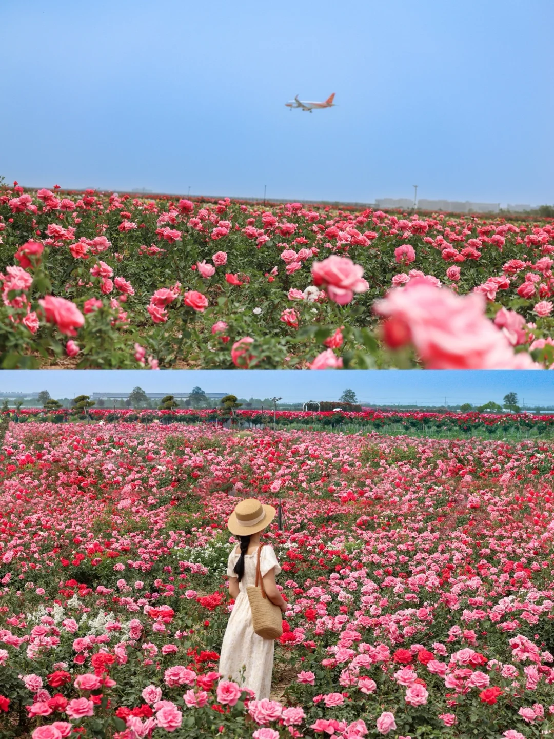 西安0.5h 超大的免费花海！飞机同框 ✈️