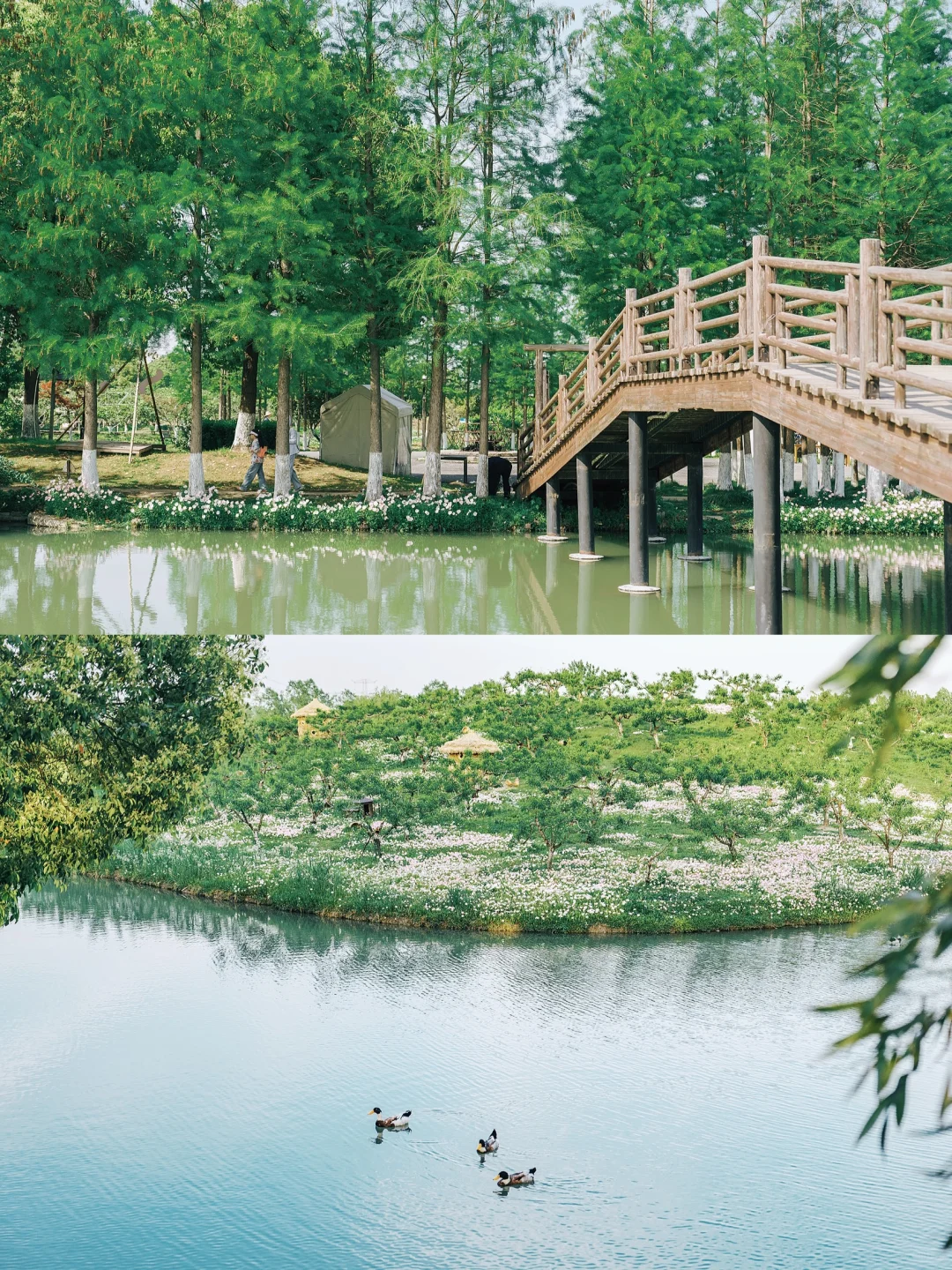 别再问乌村值不值得去了，真实体验过才知道