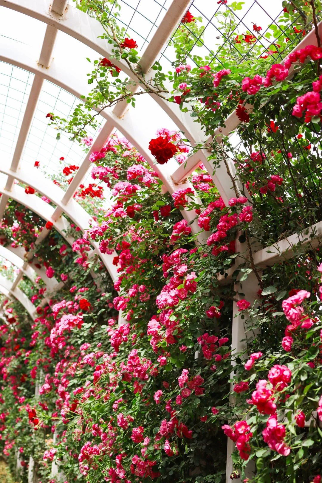 西安0.5h 超大的免费花海！飞机同框 ✈️