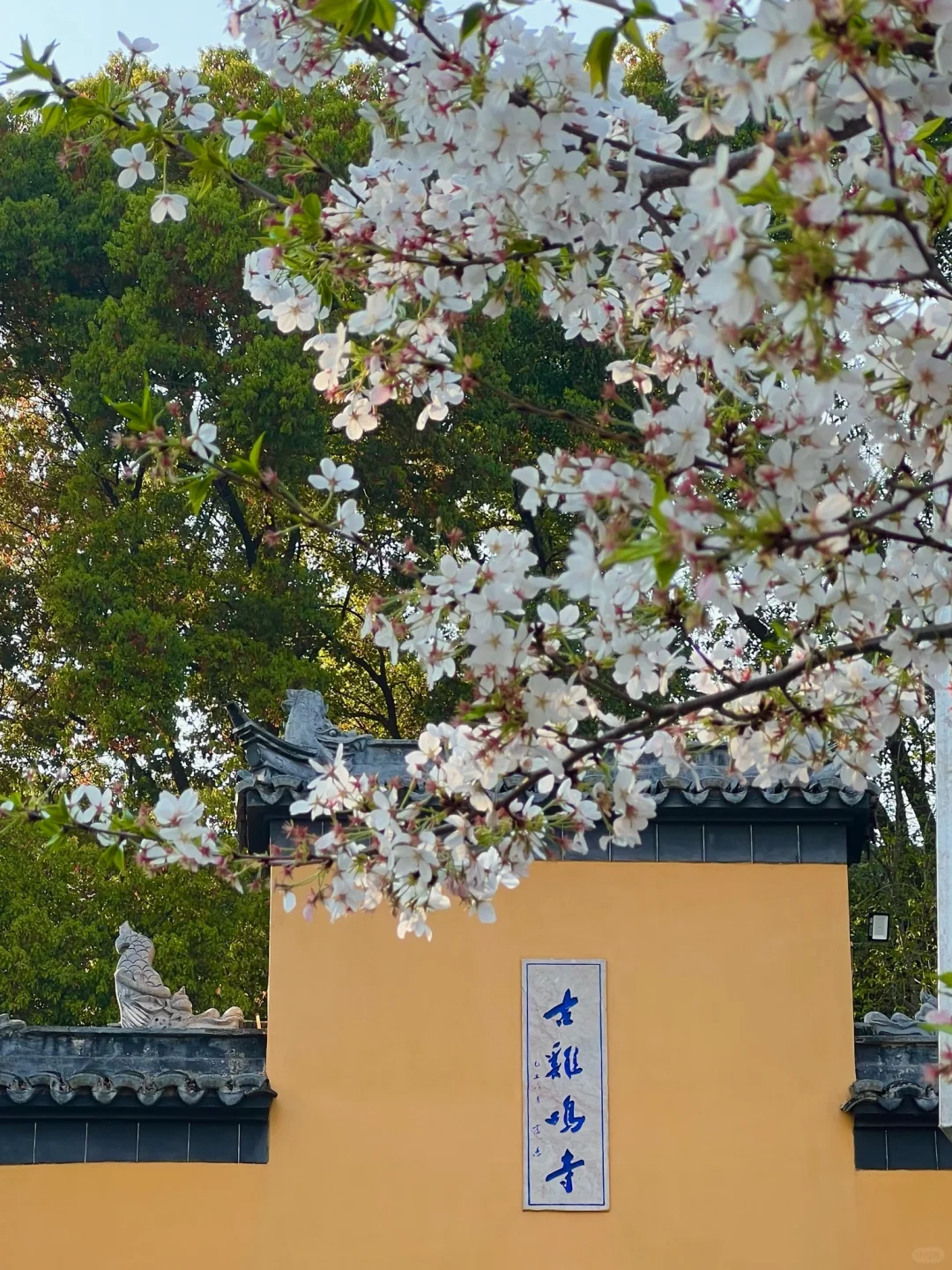 人生建议📸拍完这1️⃣8️⃣张图再离开南京