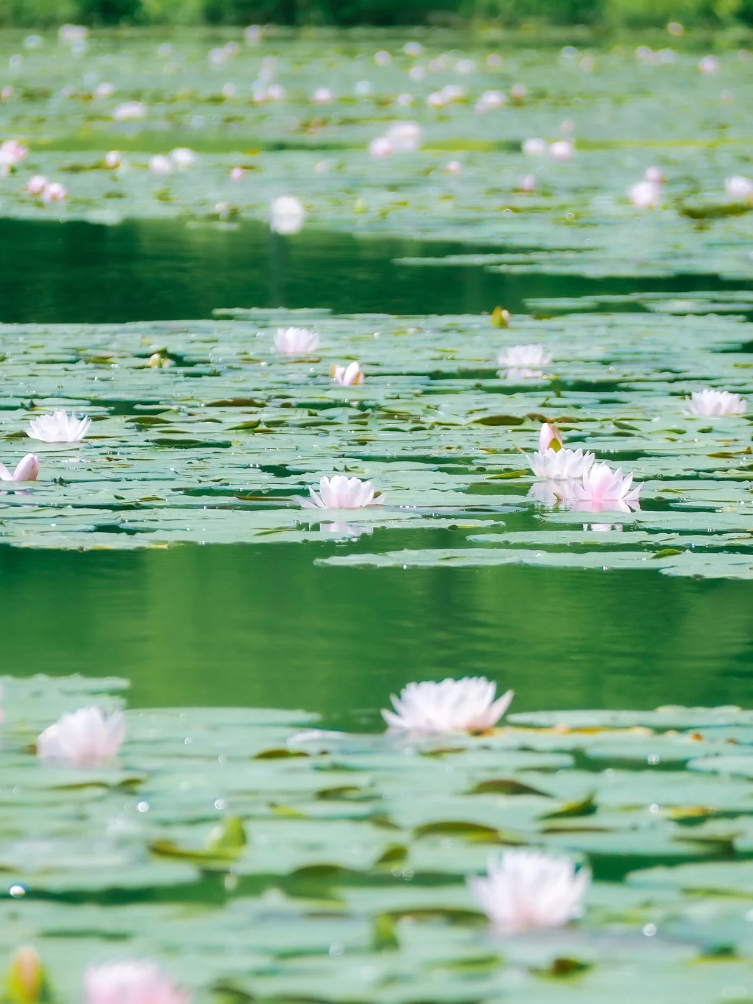 没有一个南京人 可以拒绝初夏燕雀湖的睡莲