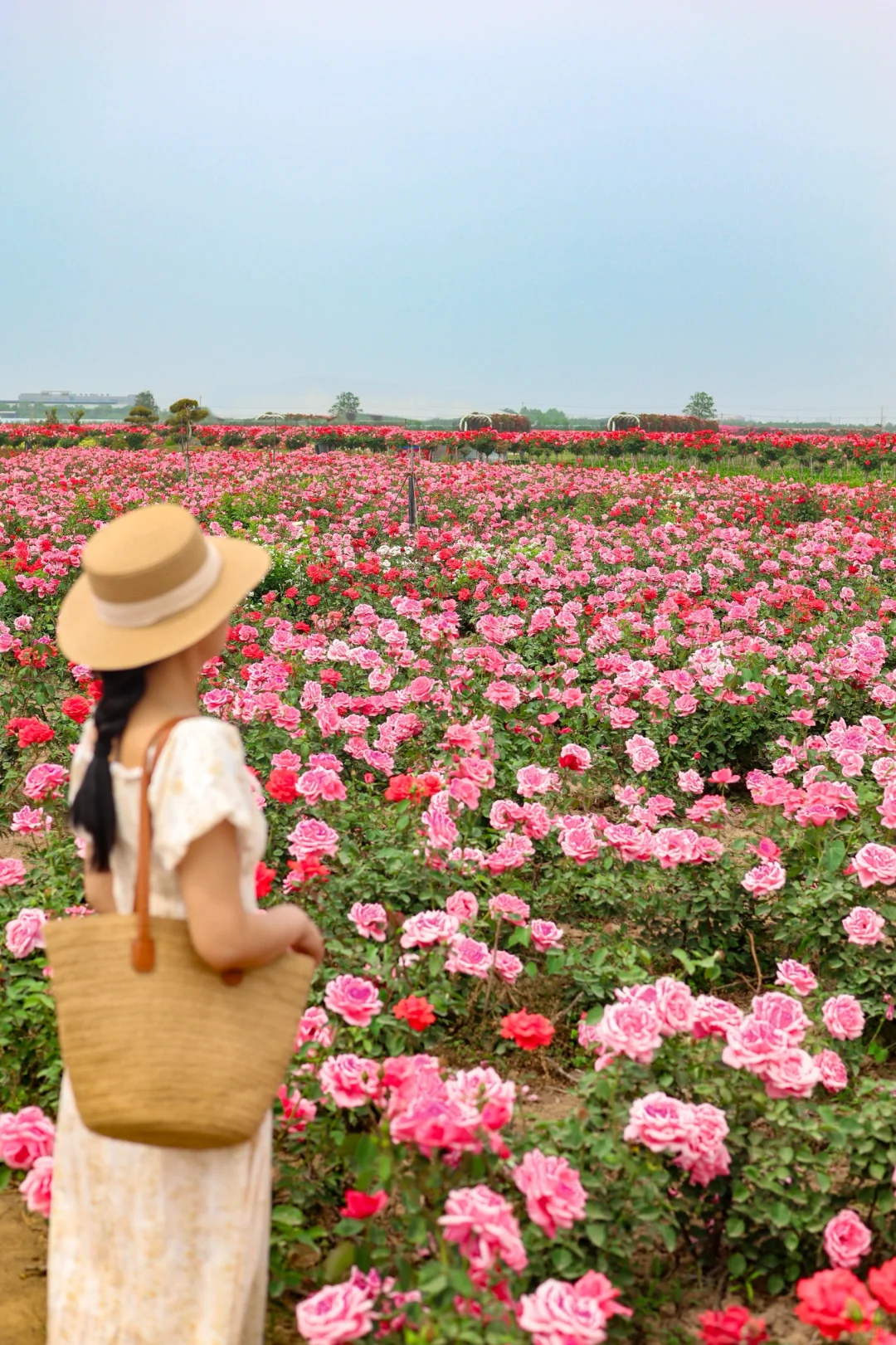 西安0.5h 超大的免费花海！飞机同框 ✈️