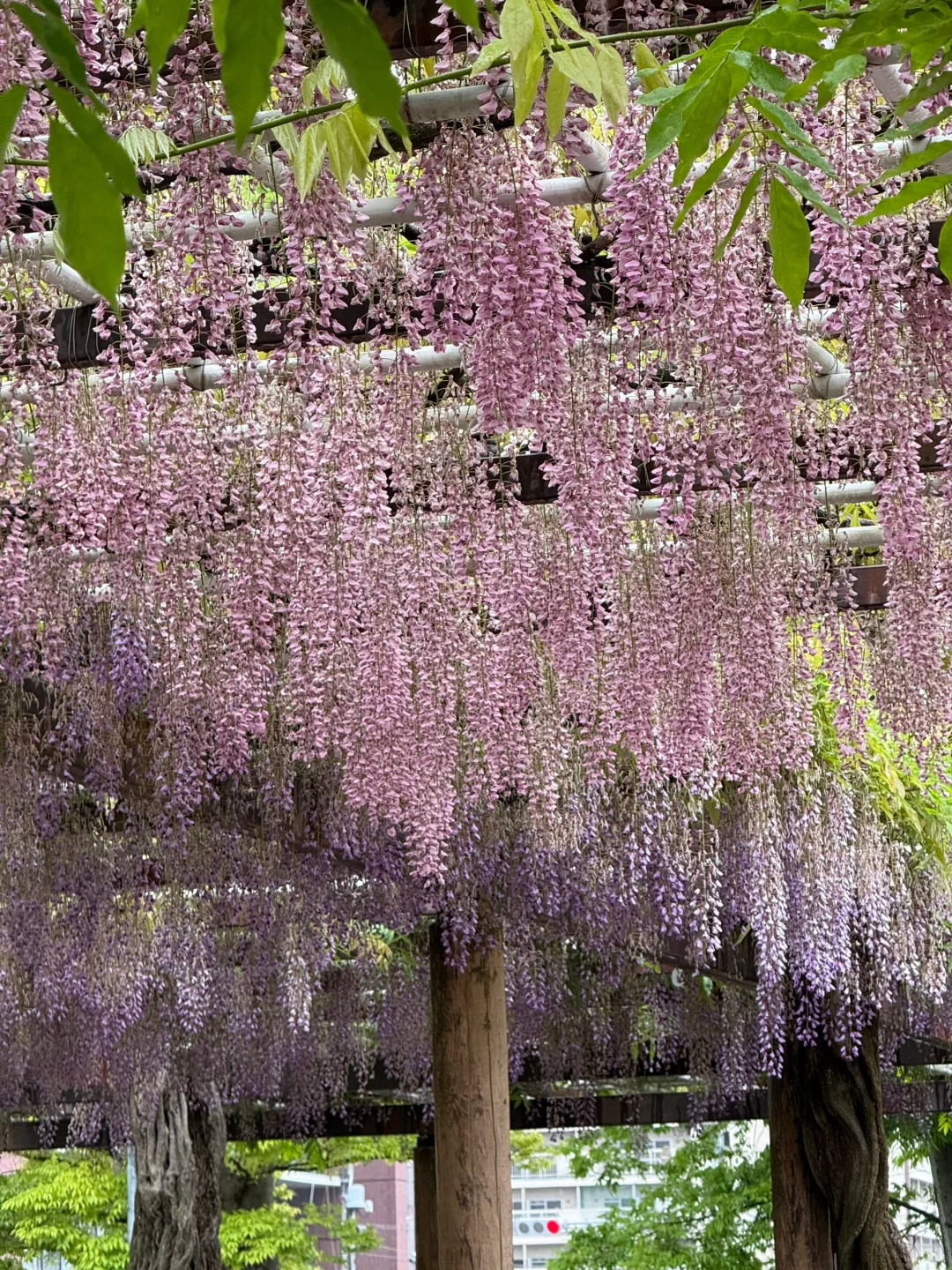 名古屋唯一去成的景点