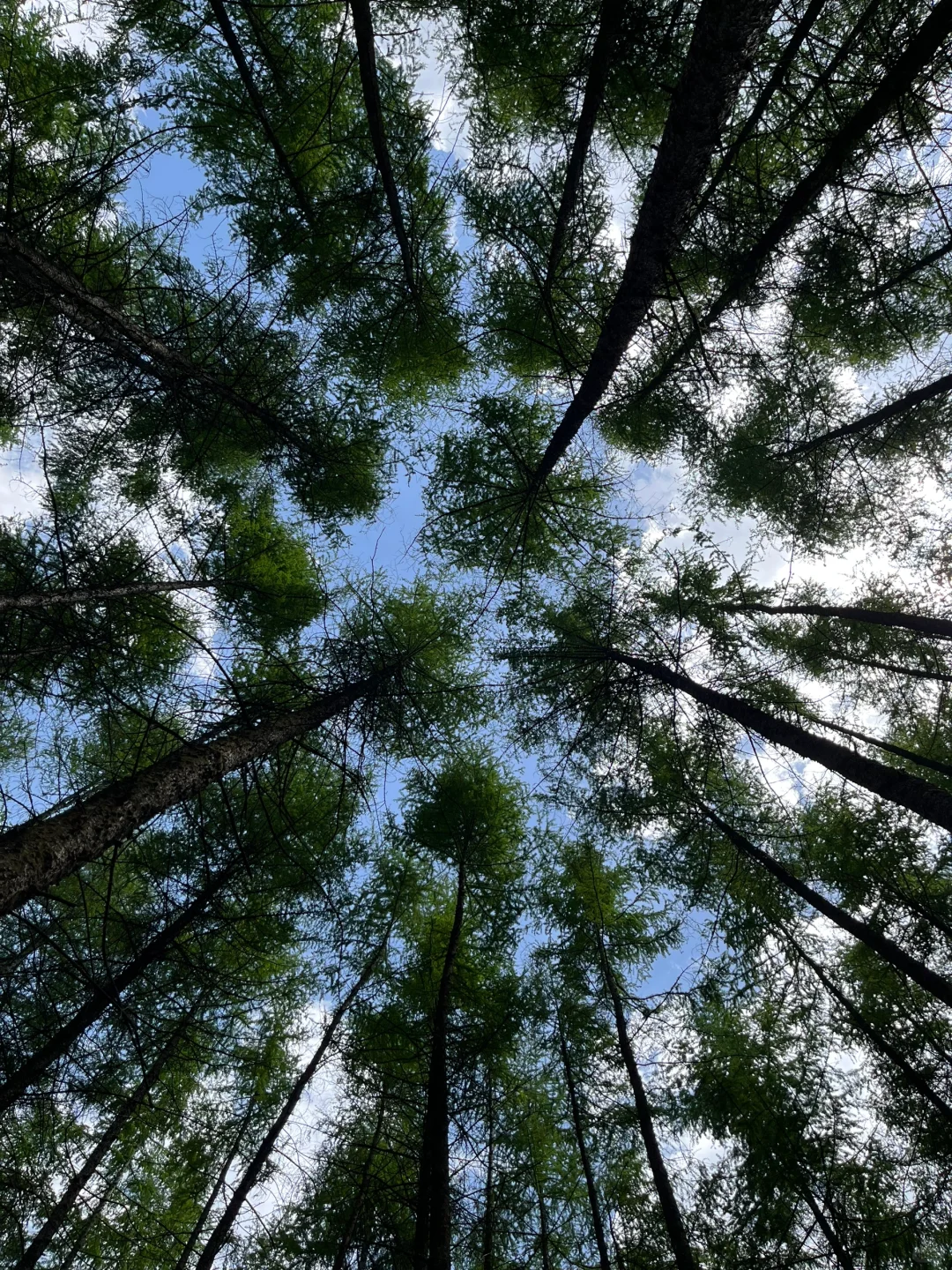 光雾山｜藏在深山的5A级景区⛰️