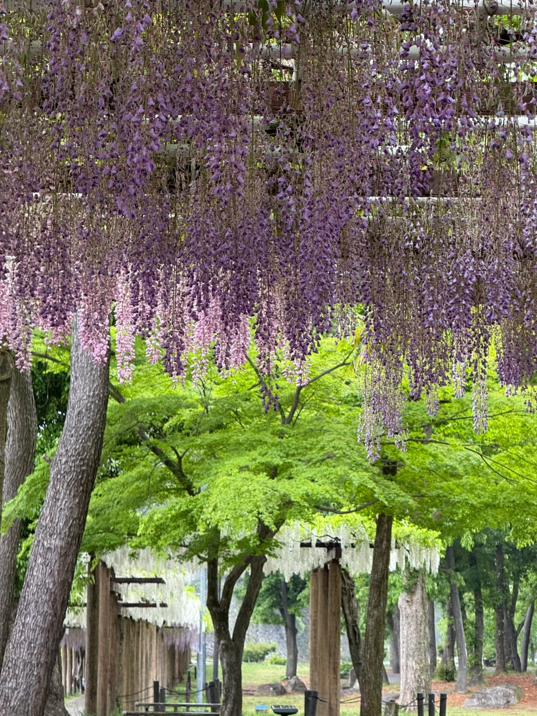 名古屋唯一去成的景点