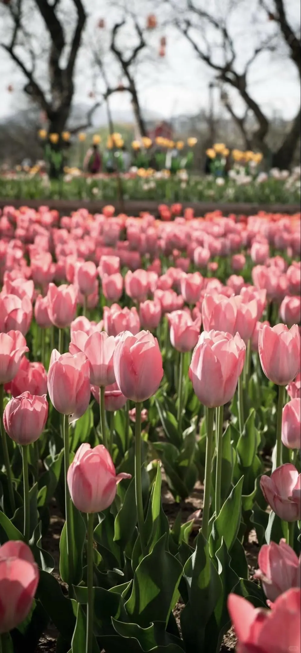 这个五一，去邂逅甘肃的小洱海+郁金香花海