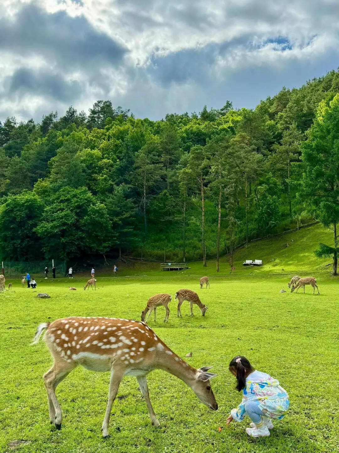 今年暑假，我只带娃去一个地方：伊春🥳