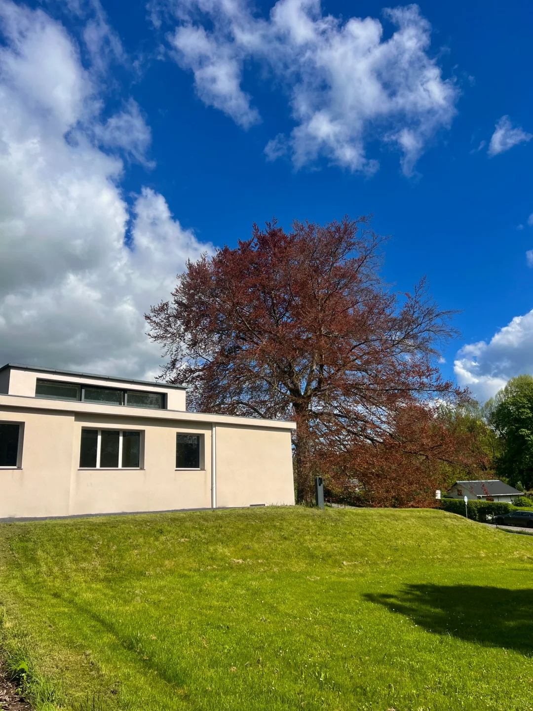 愿意为这一片草地来一万次魏玛