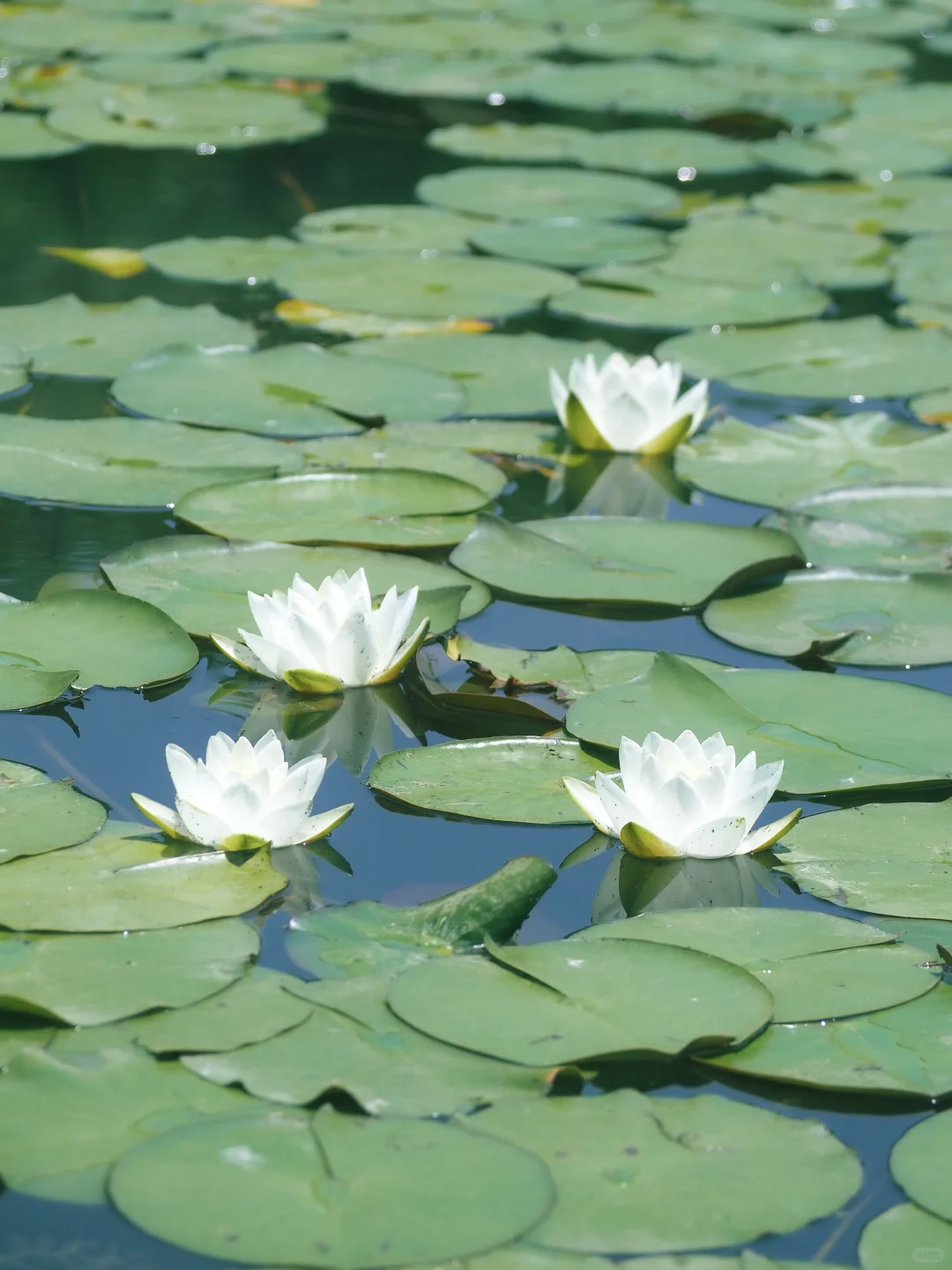 没有一个南京人 可以拒绝初夏燕雀湖的睡莲
