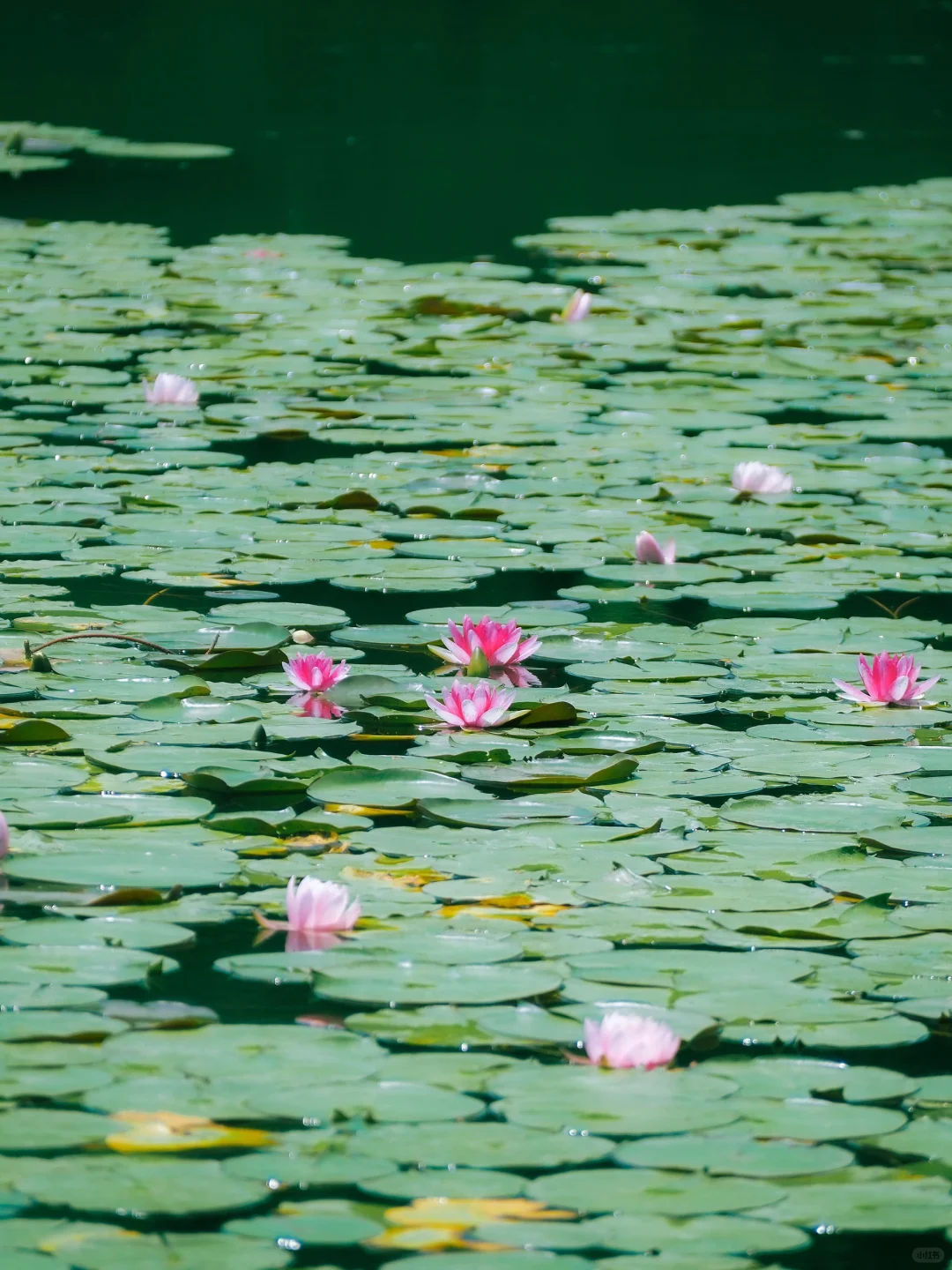 没有一个南京人 可以拒绝初夏燕雀湖的睡莲