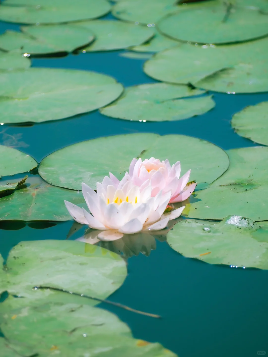 没有一个南京人 可以拒绝初夏燕雀湖的睡莲