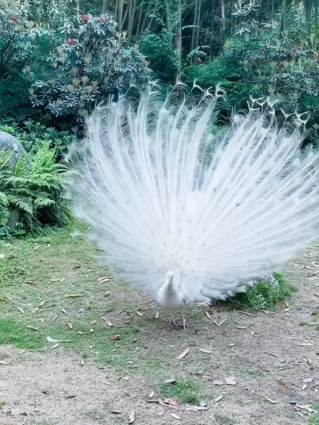 🆘…最近真心劝大家别再直接去都江堰熊猫谷