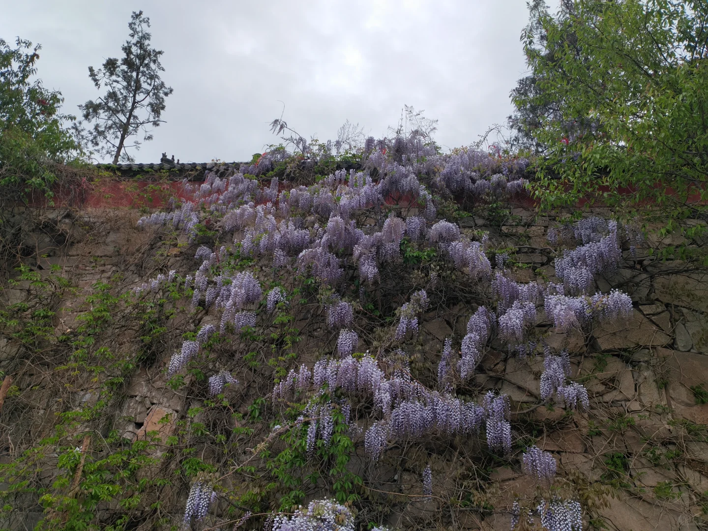五峰三盘，今朝看