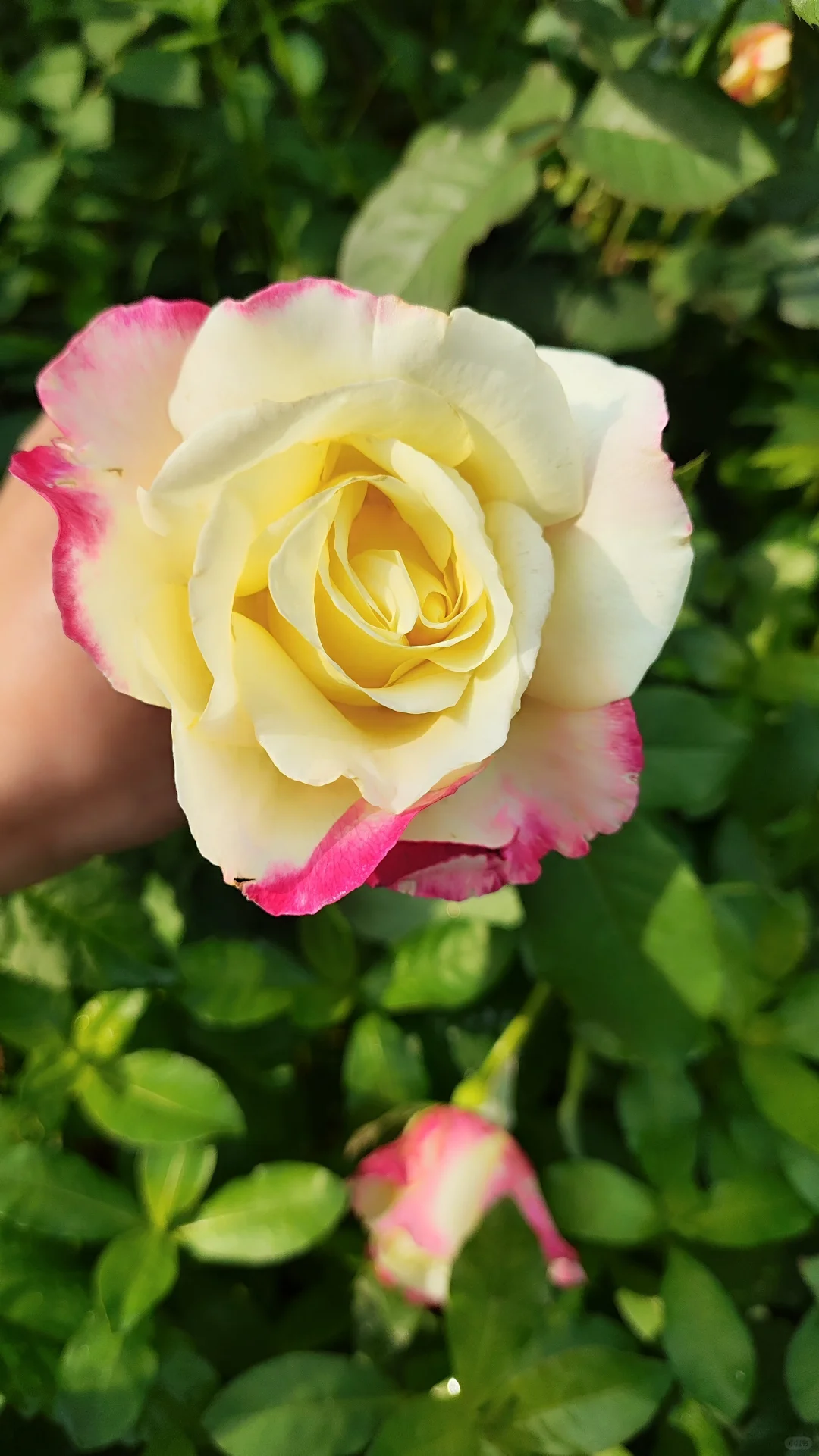 景区打卡不上班 | 邂逅落雁景区的诗意时光