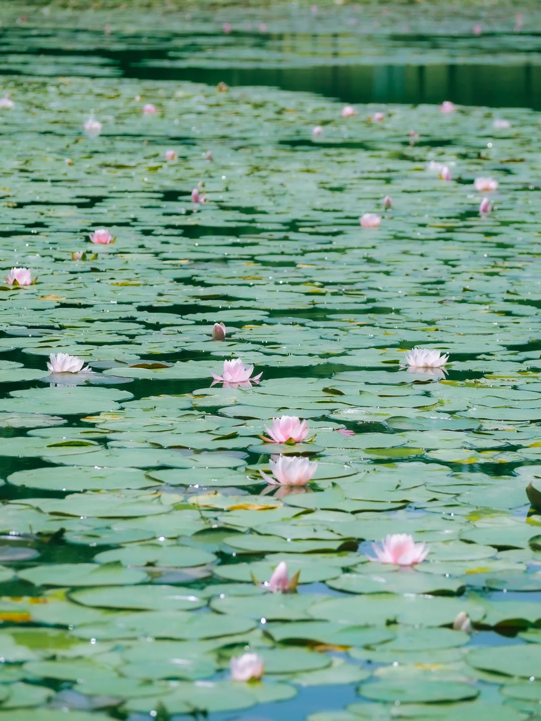 没有一个南京人 可以拒绝初夏燕雀湖的睡莲