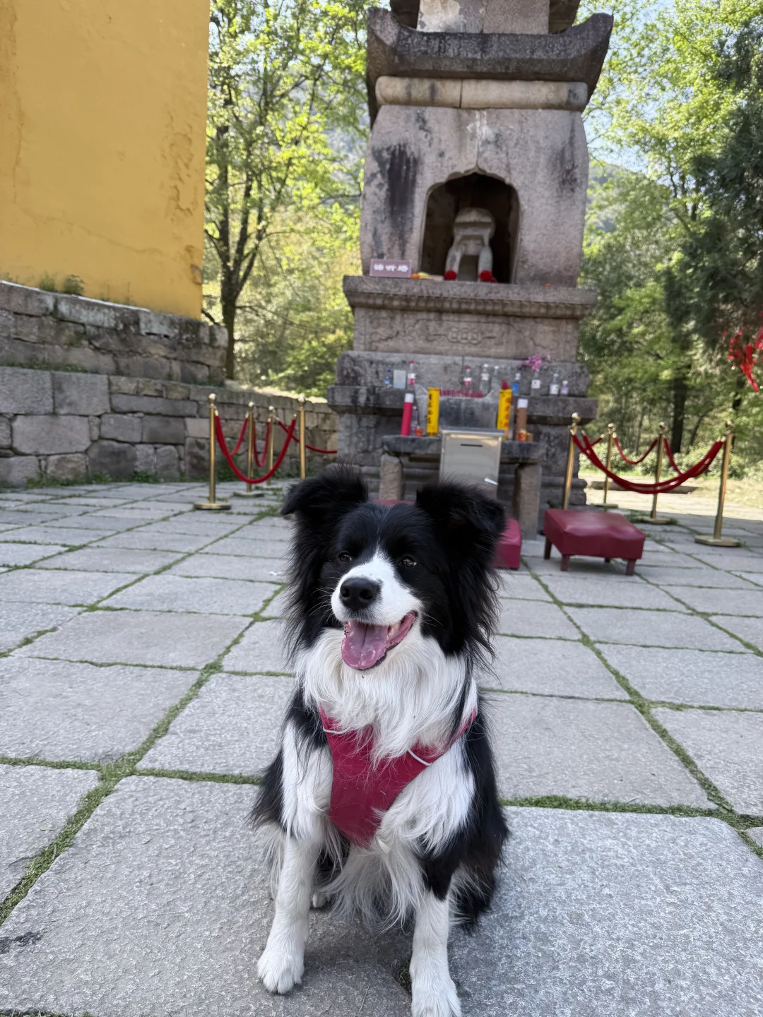 带狗自驾第十站之池州｜处处景色都很漂亮