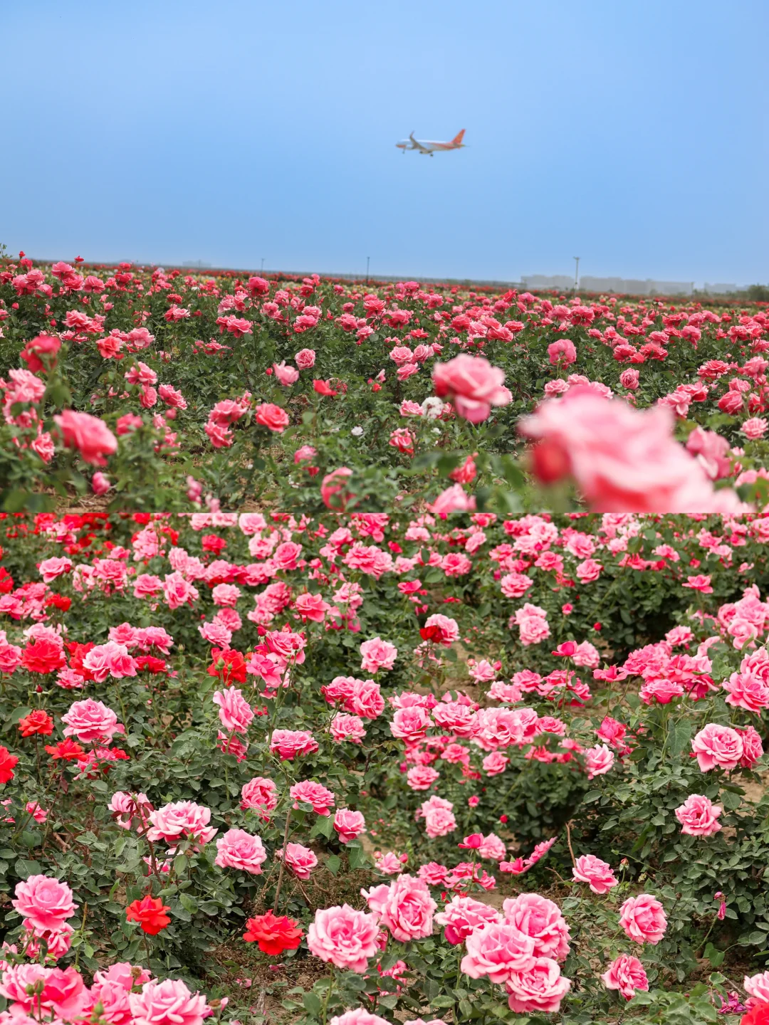 西安0.5h 超大的免费花海！飞机同框 ✈️