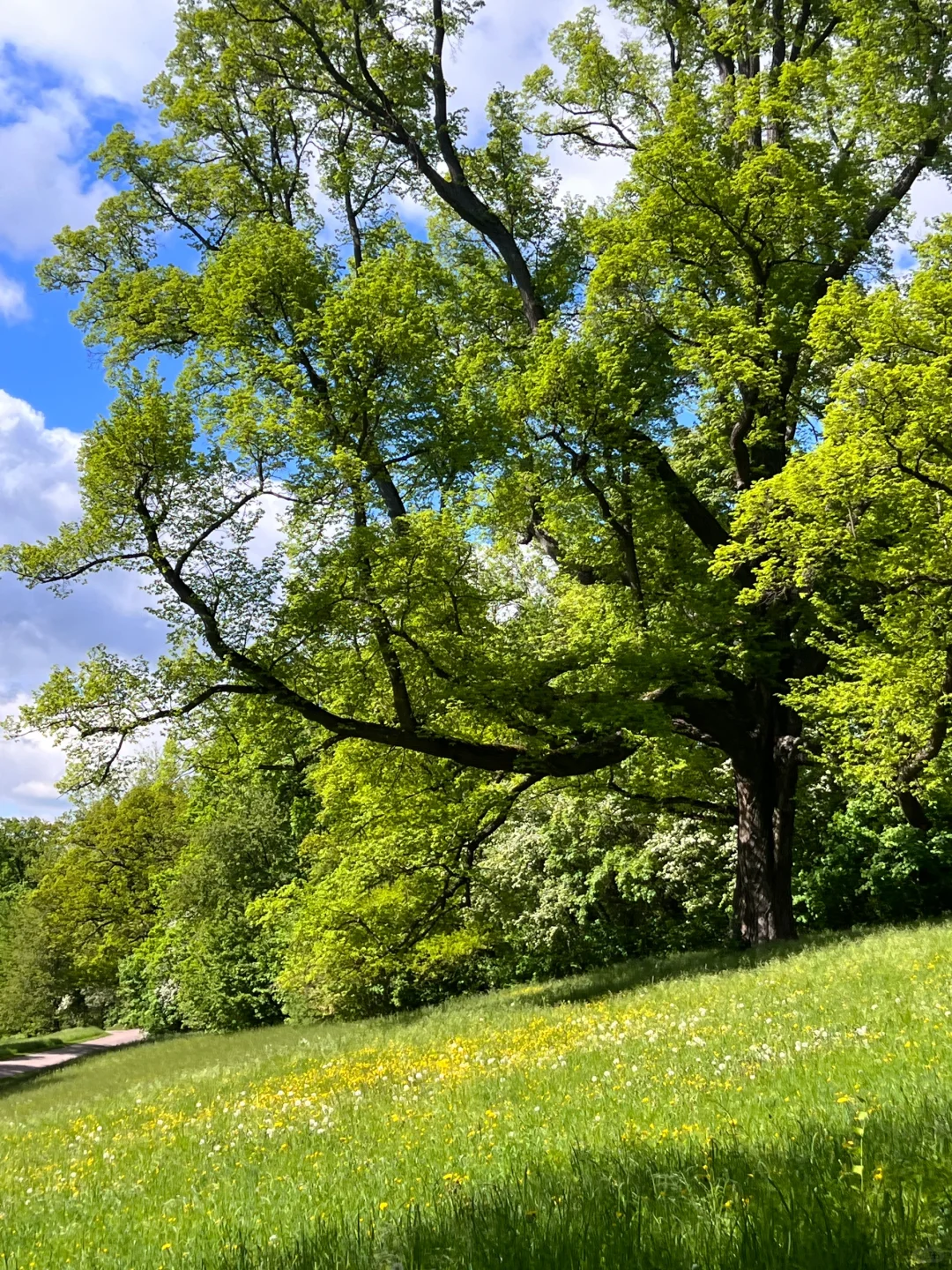 愿意为这一片草地来一万次魏玛