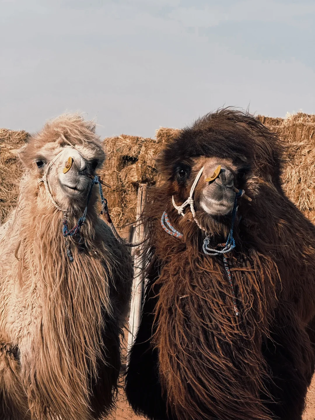 我的沙漠日记💃🐫