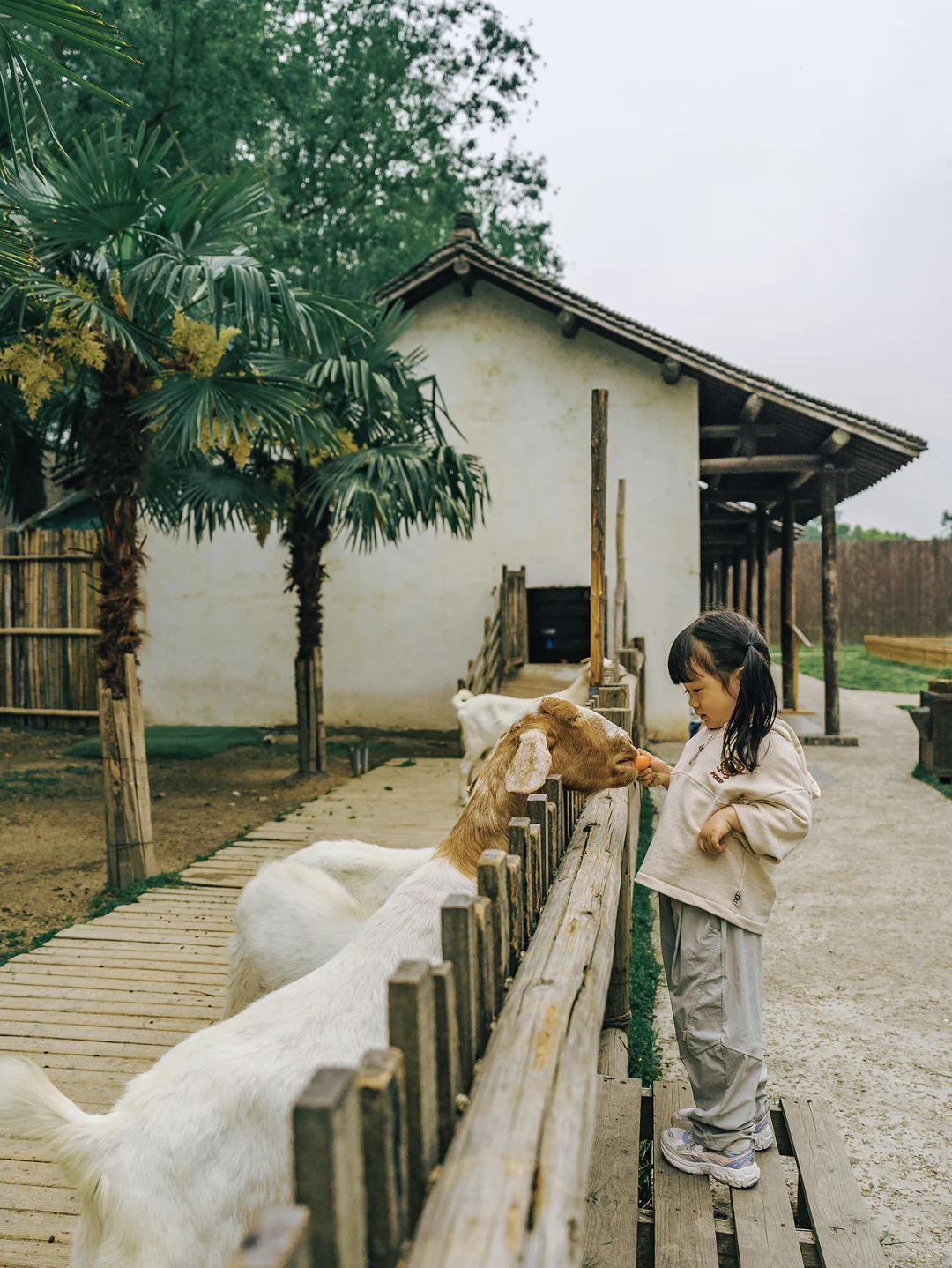 别再问乌村值不值得去了，真实体验过才知道