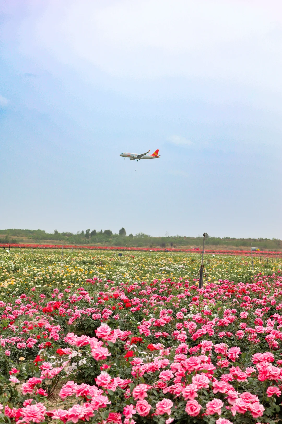 西安0.5h 超大的免费花海！飞机同框 ✈️