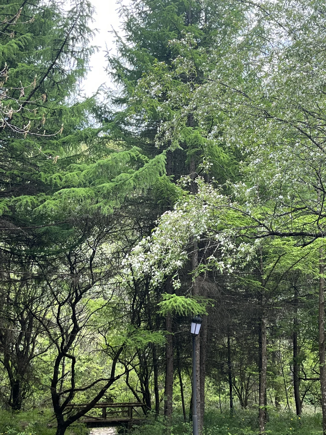光雾山｜藏在深山的5A级景区⛰️