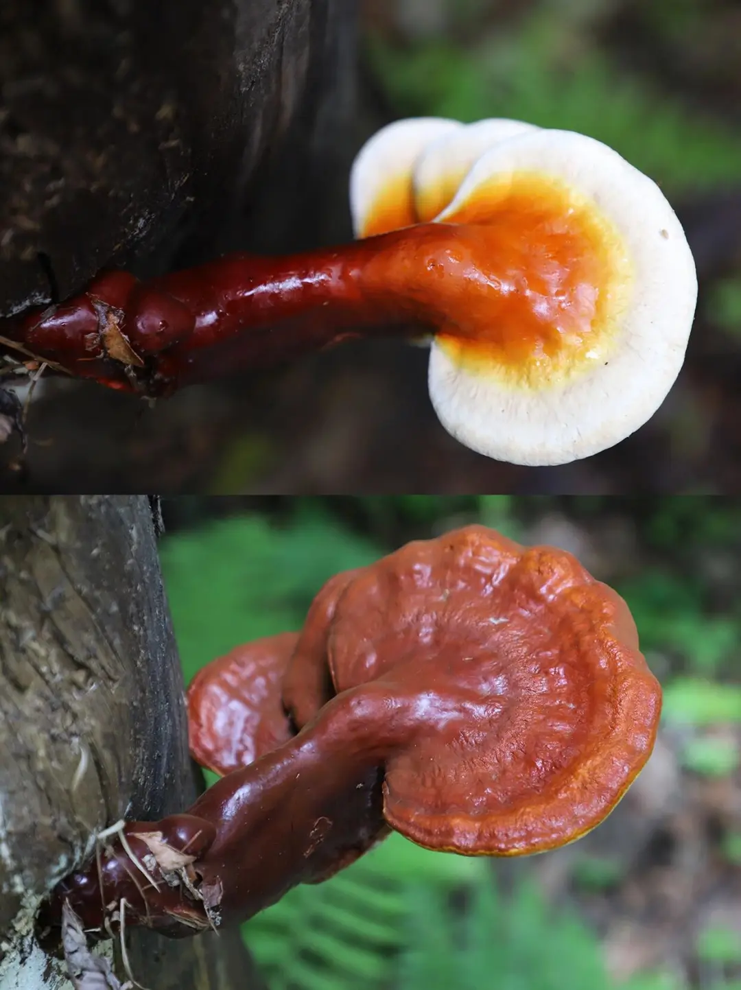 今年暑假，我只带娃去一个地方：伊春🥳