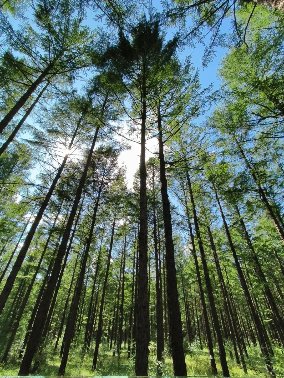 谁懂🥲内蒙古竟然有 i 人最喜欢的绿野仙踪
