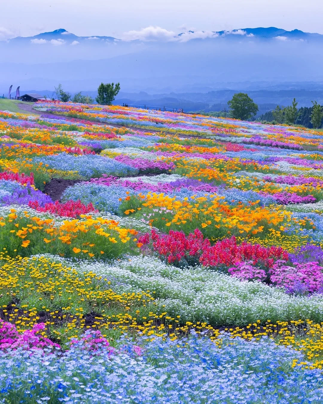 天呀！🌸这是真实存在的花花调色盘呐！