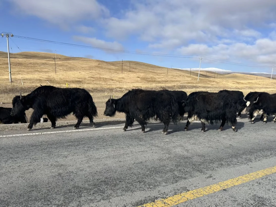 到西北不要洗头,因为…