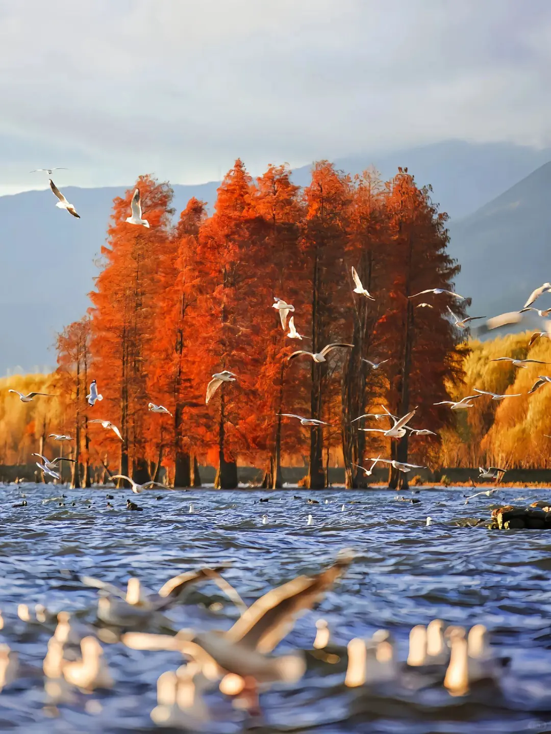 超治愈的地方—大理之旅攻略