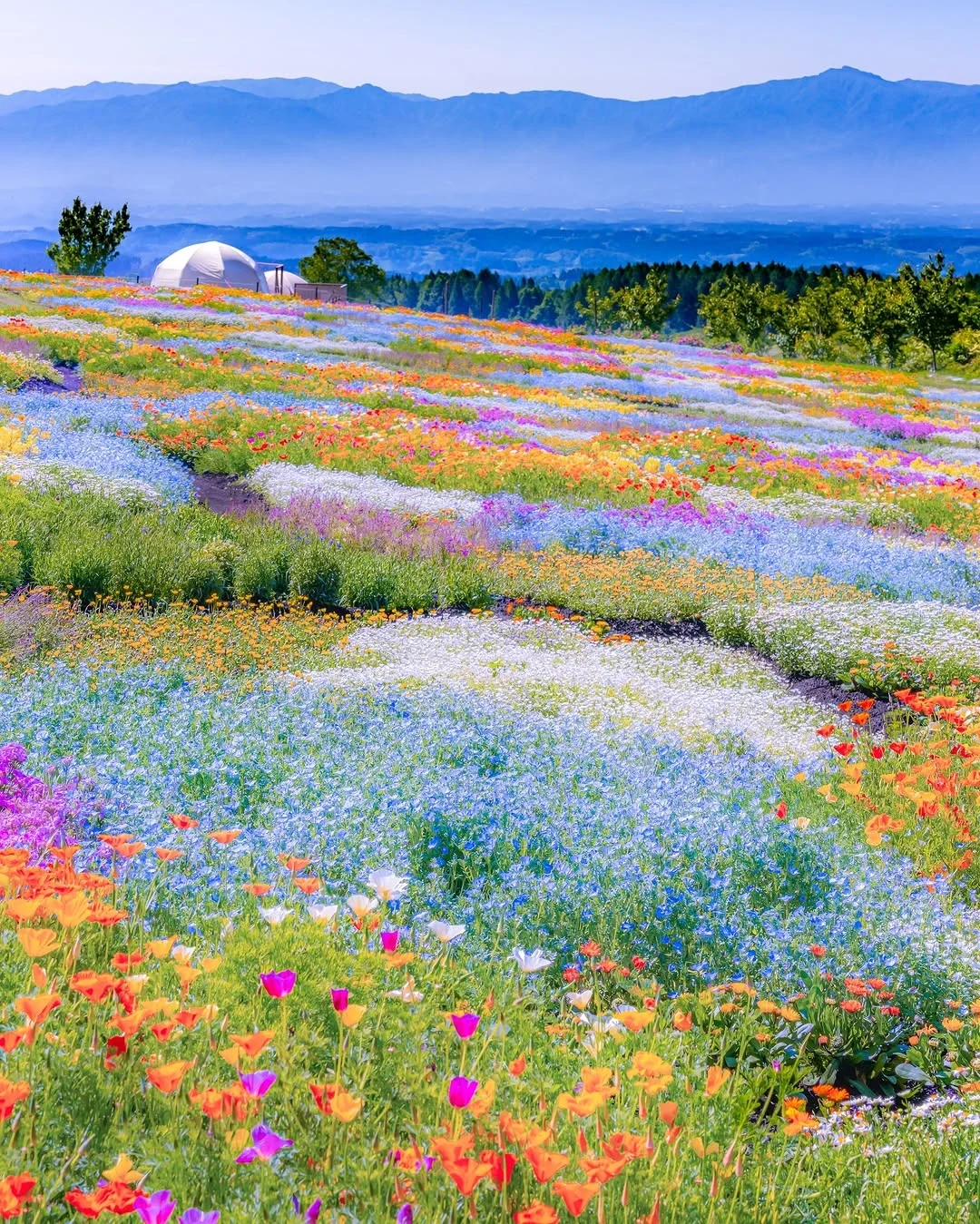 天呀！🌸这是真实存在的花花调色盘呐！