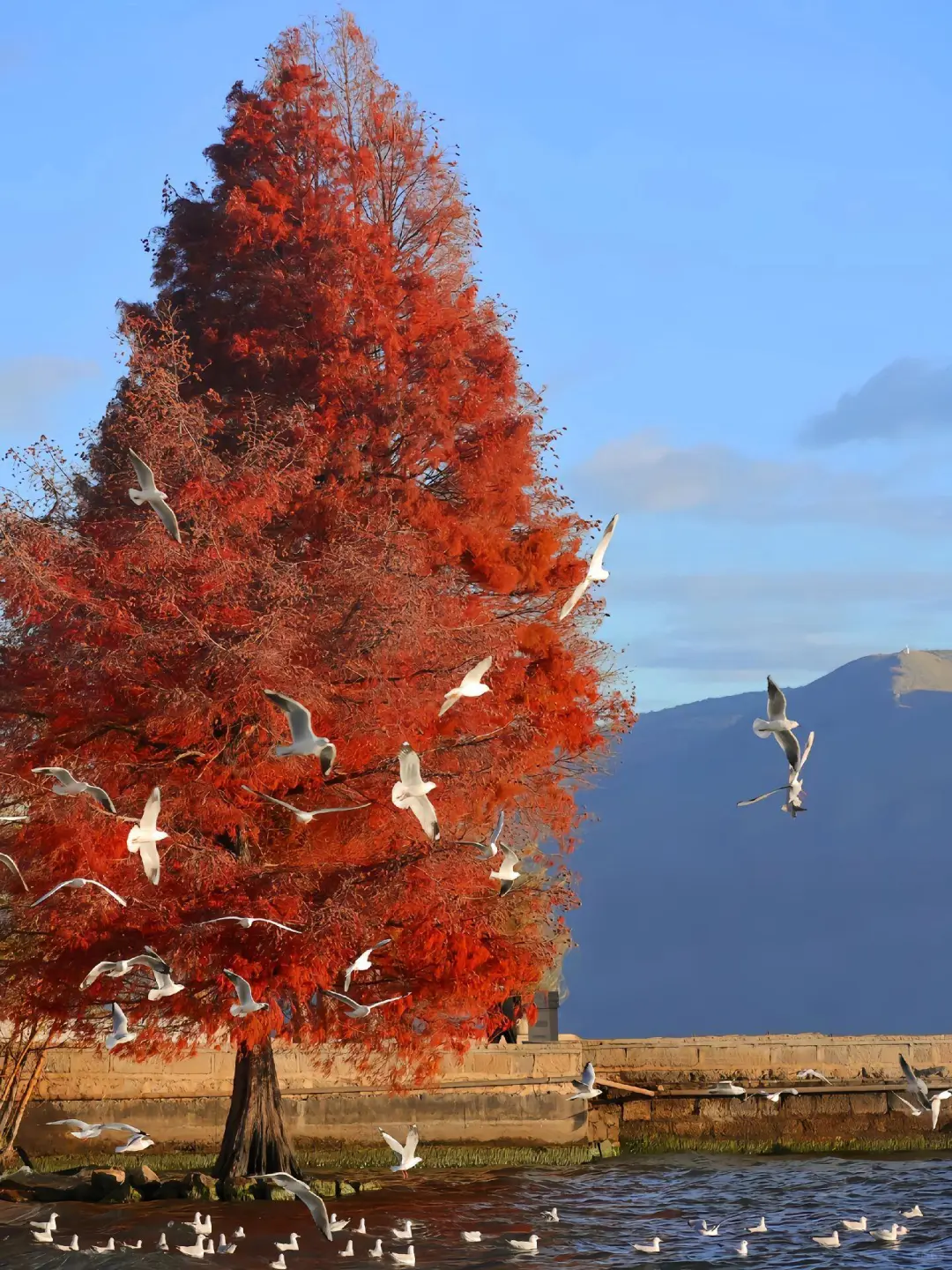 超治愈的地方—大理之旅攻略