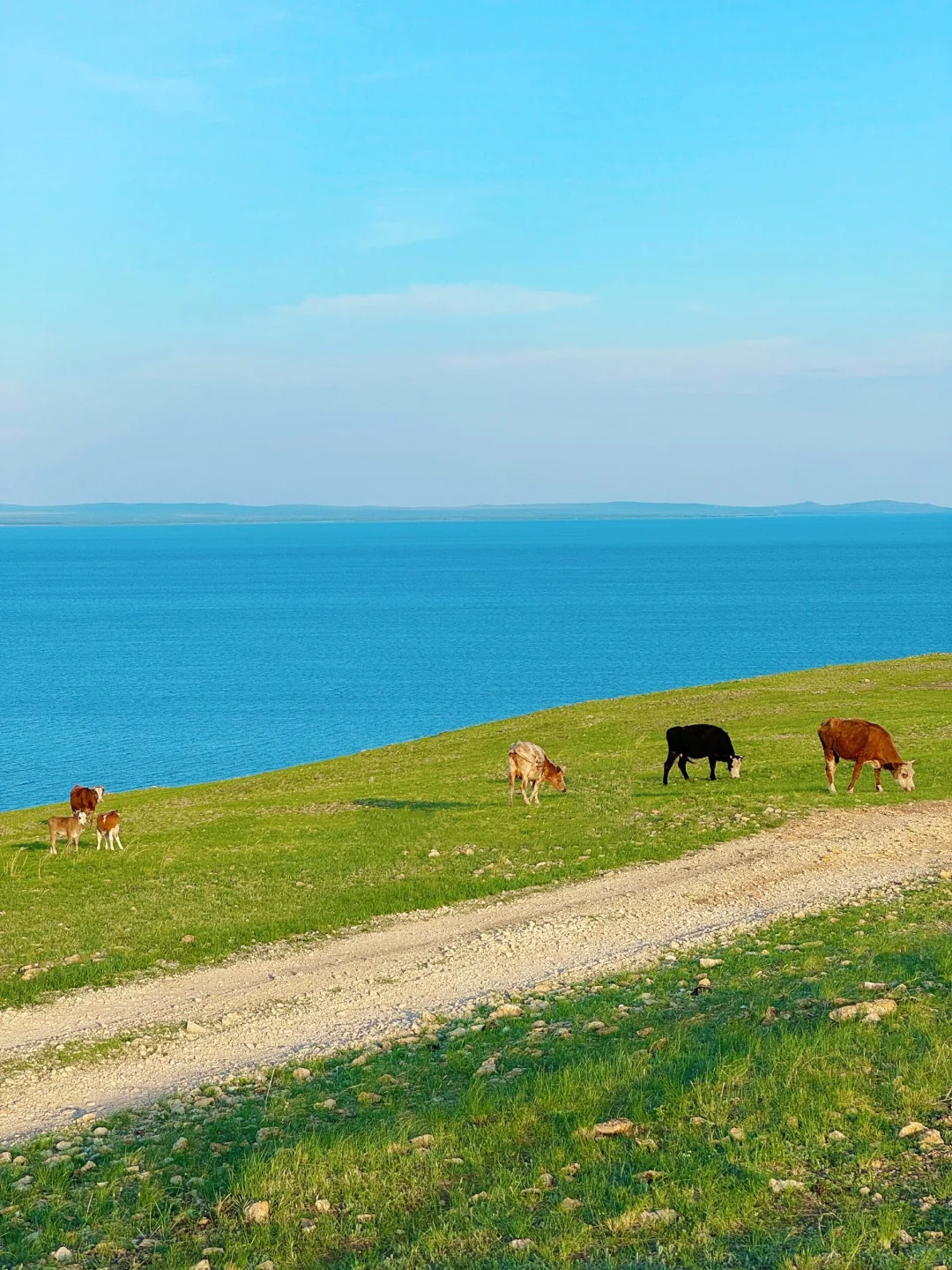 我该怎样跟你描述，属于内蒙古的夏日长梦✨
