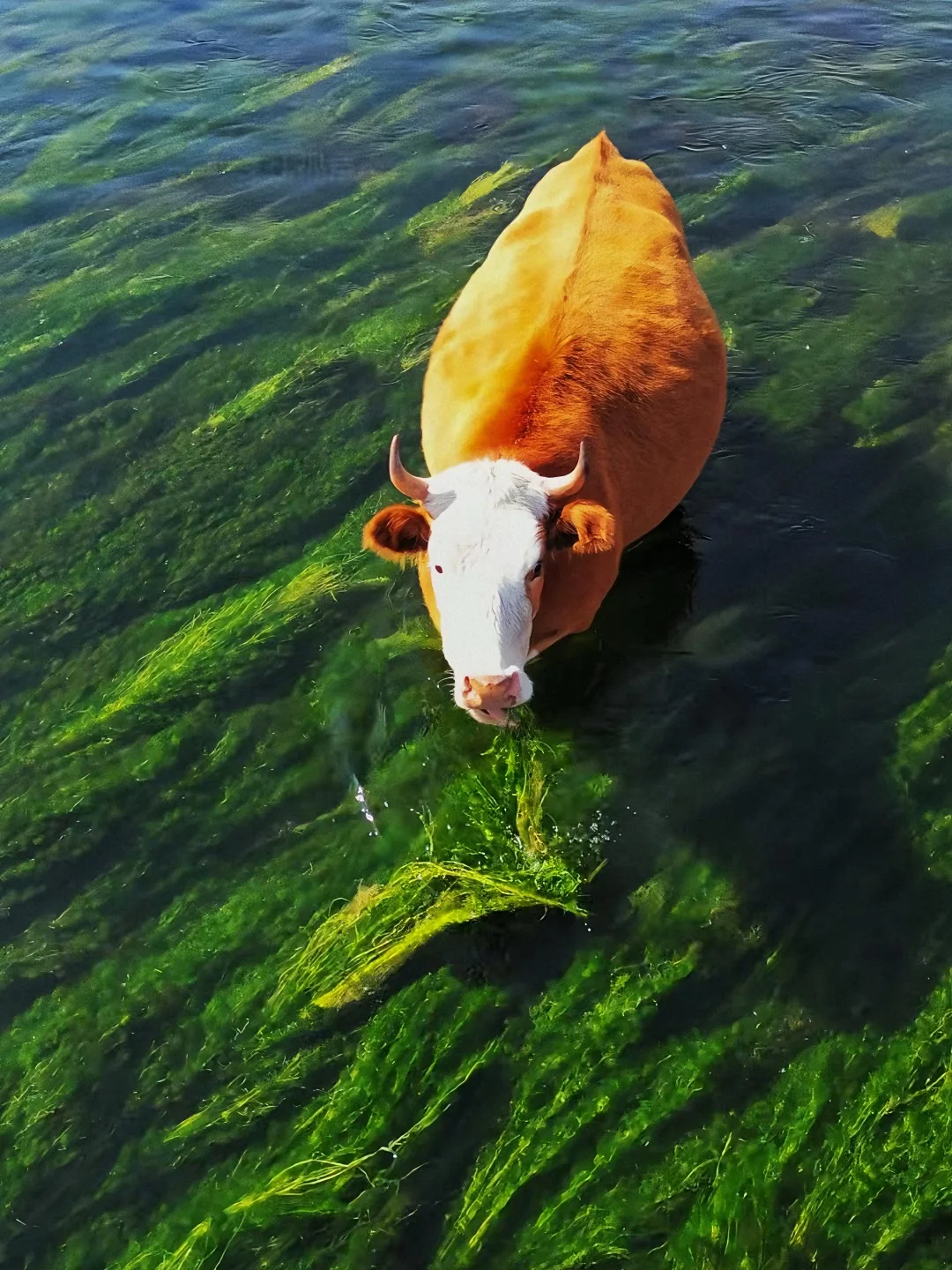 我该怎样跟你描述，属于内蒙古的夏日长梦✨