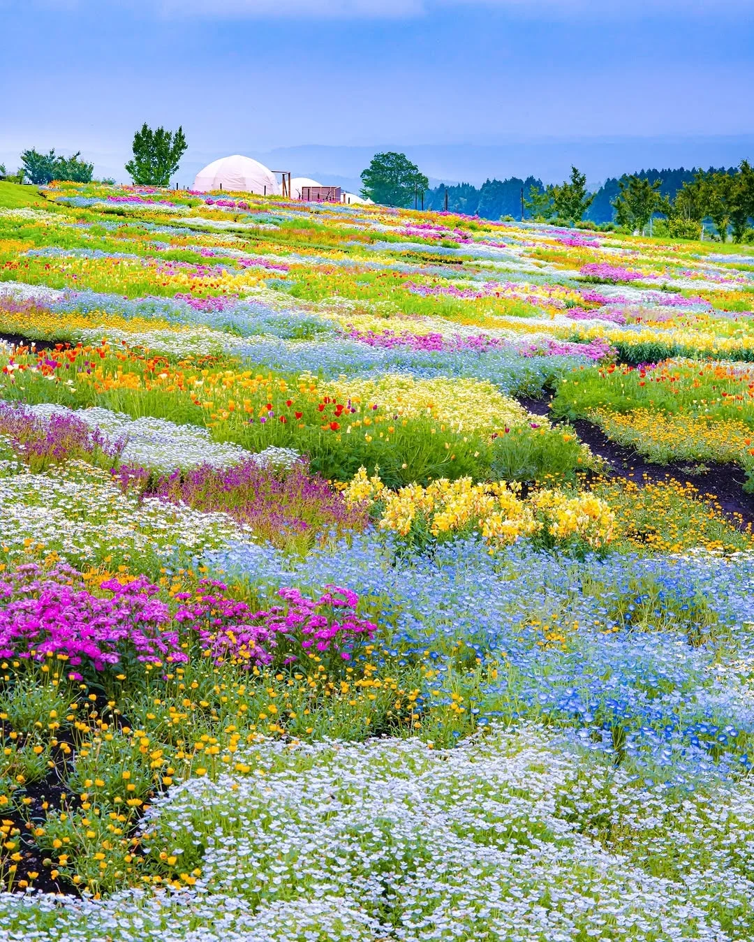 天呀！🌸这是真实存在的花花调色盘呐！
