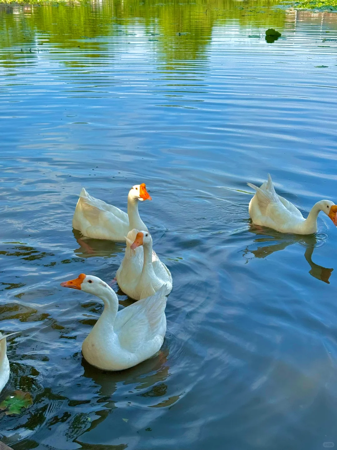 live｜人生建议：呈坎一定要下午去