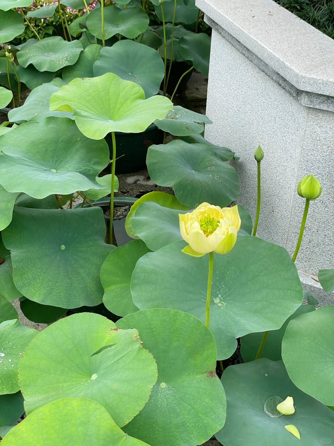 番禺|莲花山